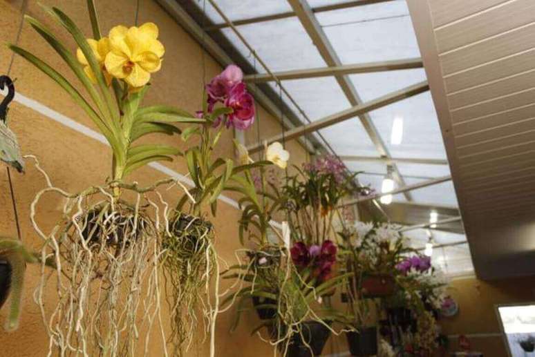 32 &ndash; Orqu&iacute;deas no corredor.