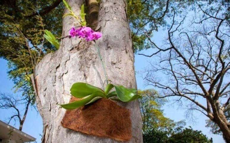 14- Orquídea no tronco de árvore de quintal.