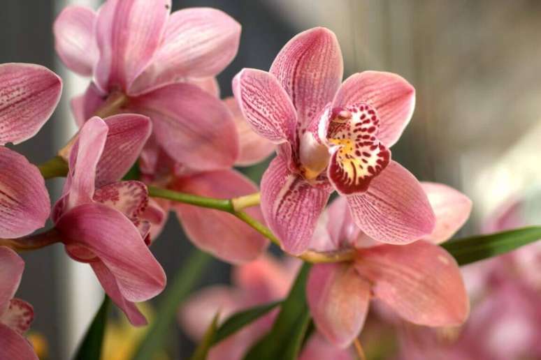21- Orquídeas em tons de rosa para decorar qualquer tipo de ambiente.