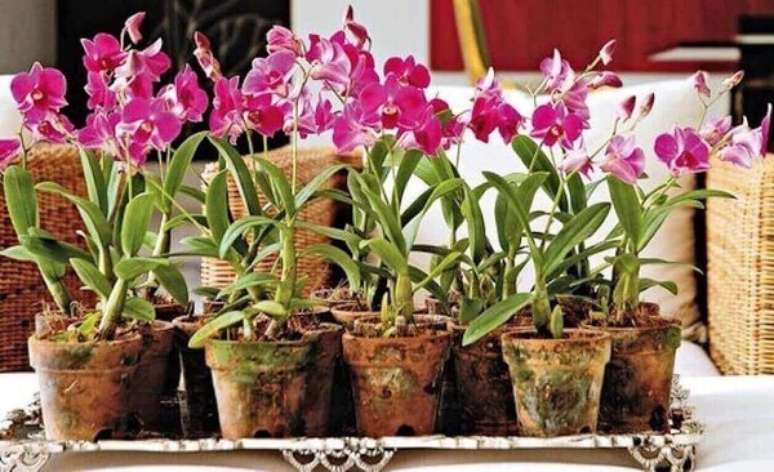 9- Orquídeas em vasos de barro.
