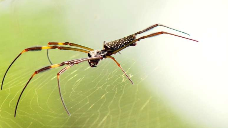 Pesquisador usou DNA das aranhas 'Nephila clavipes' para analisar mudanças nas florestas