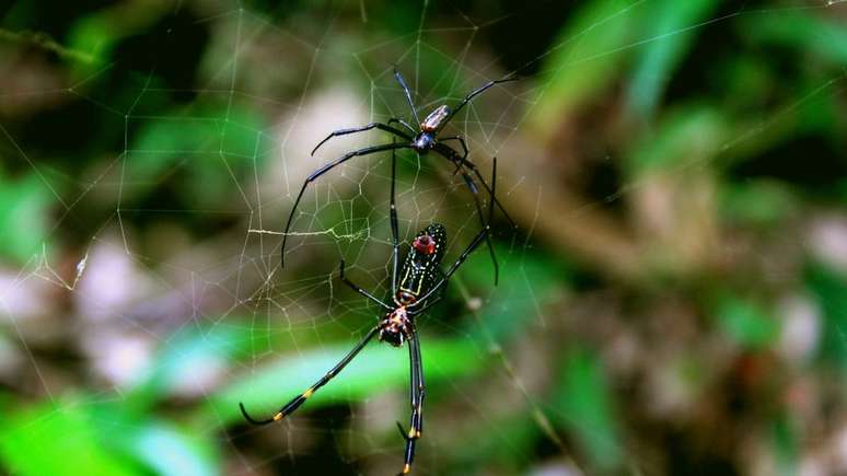 Expansão de população de aranhas há 21 mil anos indica alterações no tamanho da Mata Atlântica