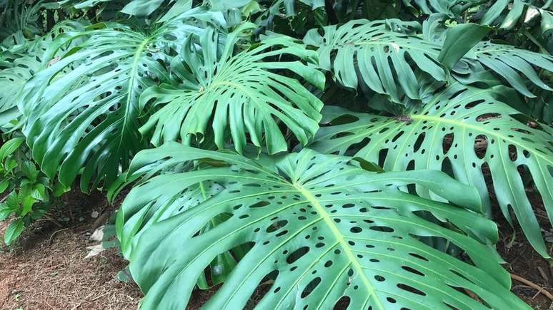 Costela-de-adão é bastante usada no Brasil como planta ornamental