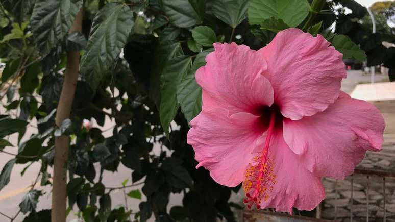 Chá de hibisco é bastante popular na Ásia