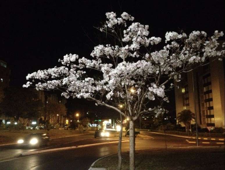 Há várias espécies de ipê com flores comestíveis