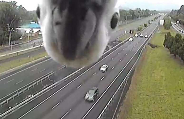 Uma cacatua descobriu uma câmera de trânsito na Austrália e fez sucesso na internet ao olhar fixamente para ela