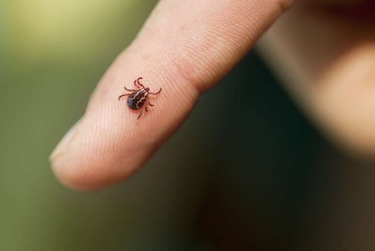 Animal pode transmitir a Doença de Lyme