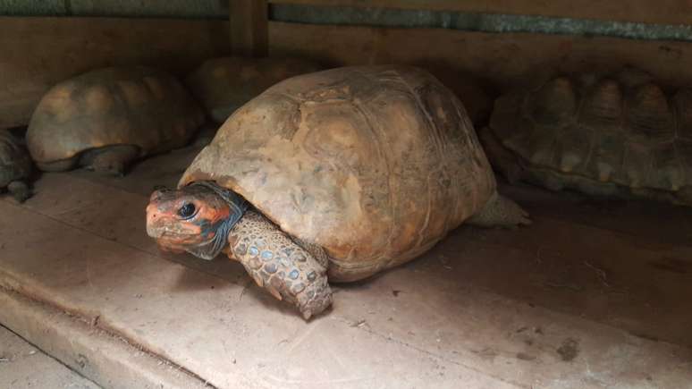 Jabuti resgatado em São Paulo durante operação do Ibama de combate ao tráfico de animais