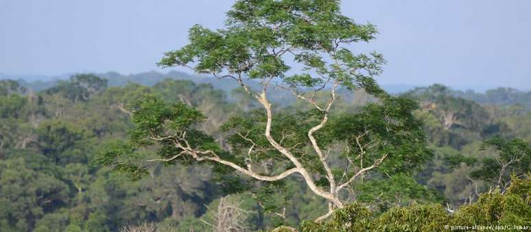 Organizações apontam ofensivas que vêm prejudicando a Floresta Amazônica