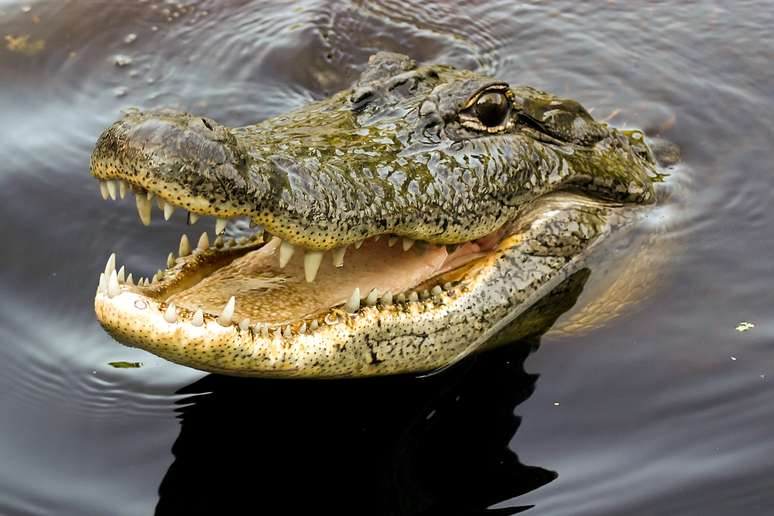 Crocodilo