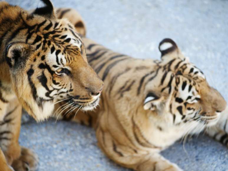 Tigres são destaque, mas parque tem ainda serpentário, elefantes, girafas