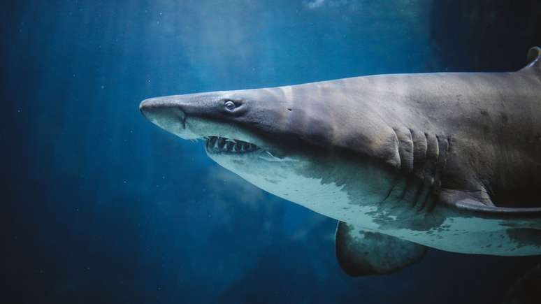 A maior parte dos ataques de tubar&atilde;o no Brasil s&atilde;o em Pernambuco