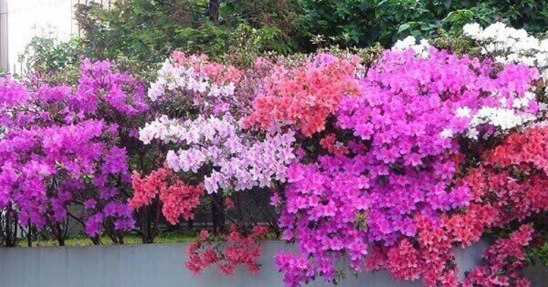 9 -Cerca com azal&eacute;ia.