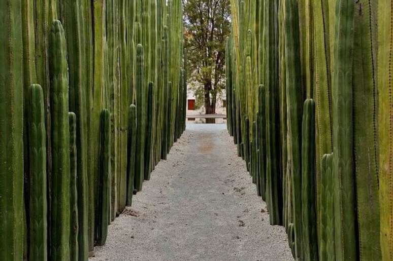 28 &ndash; Cerca viva com cactos.