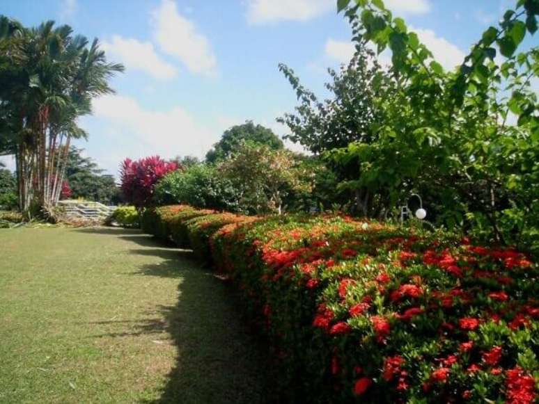 10 – Cerca com Ixora Coccinea.