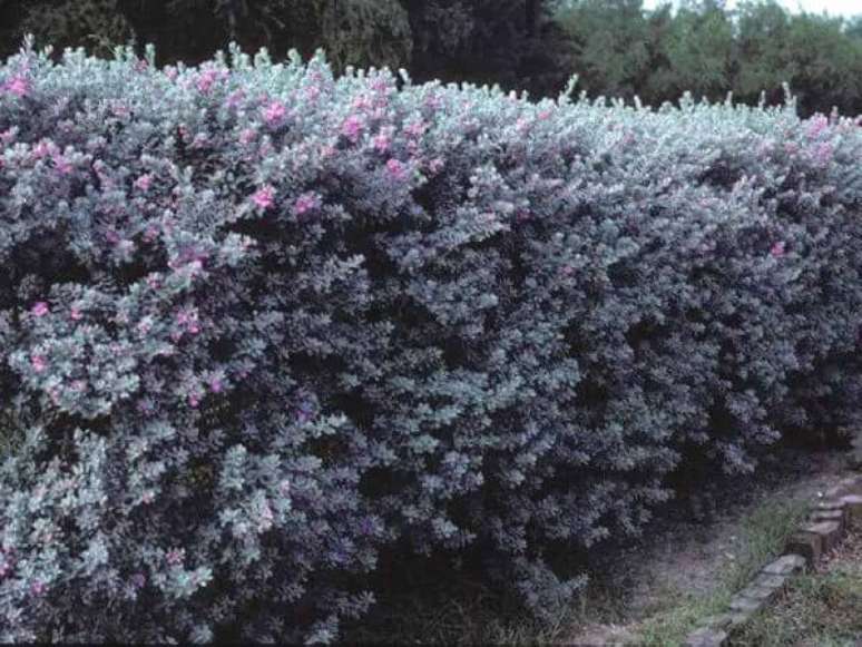 7- Cerca com flor roxa.