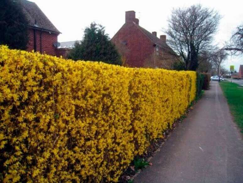 31 -Cerca forsythia &ndash;sino-dourado.