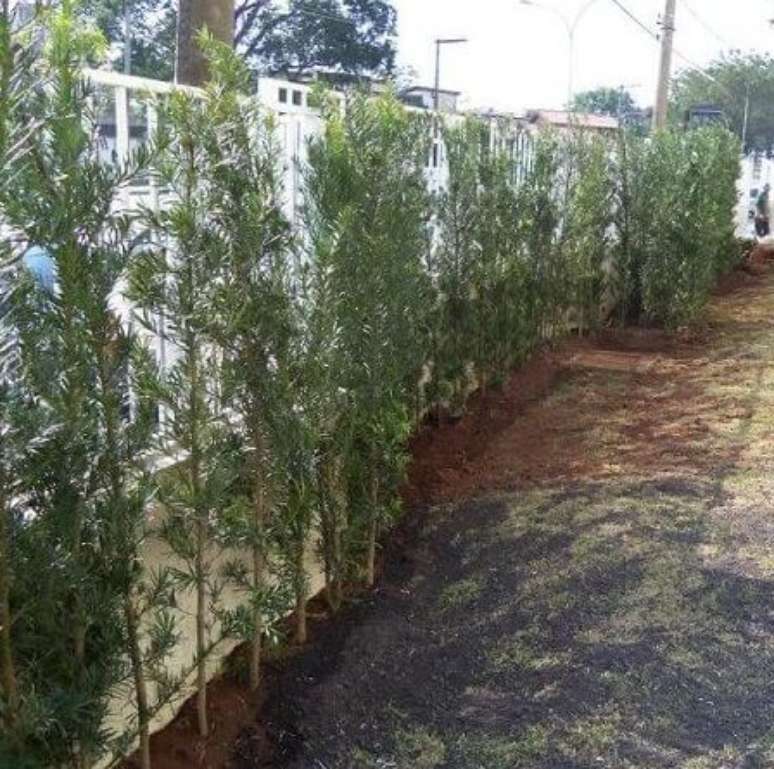 13- Cerca viva com podocarpos.