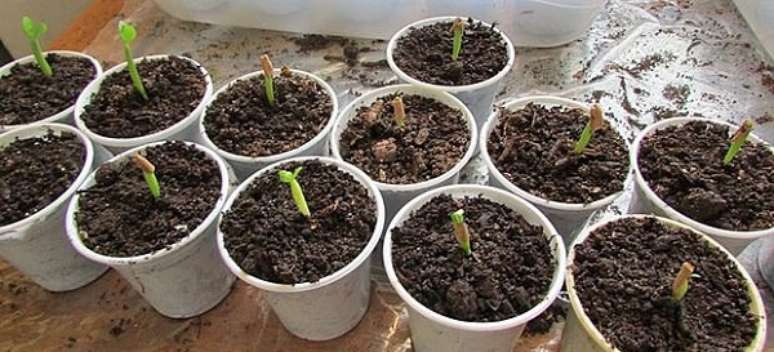 7 -Mudas plantadas em pequenos copinhos de plástico.