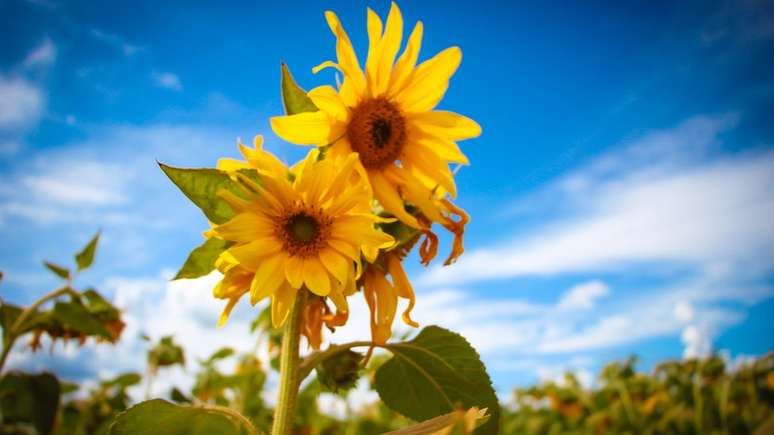 Col&ocirc;nia russa de Primavera do Lestetem uma extensa planta&ccedil;&atilde;o de girass&oacute;is