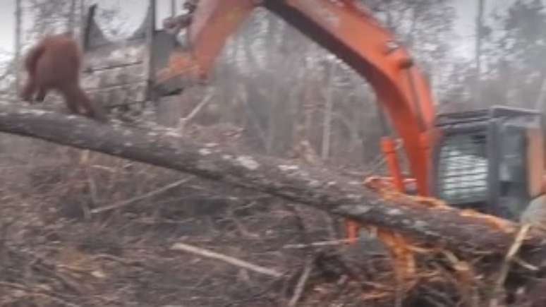 Vídeo de orangotango &#034;enfrentando&#034; escavadeira emociona internautas