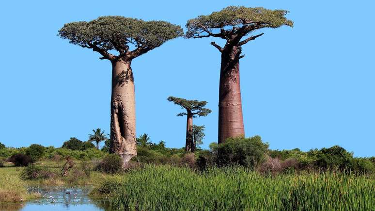 O baobá é uma das árvores mais antigas e com grande capacidade de armazenamento de água para sobreviver às condições de zonas áridas