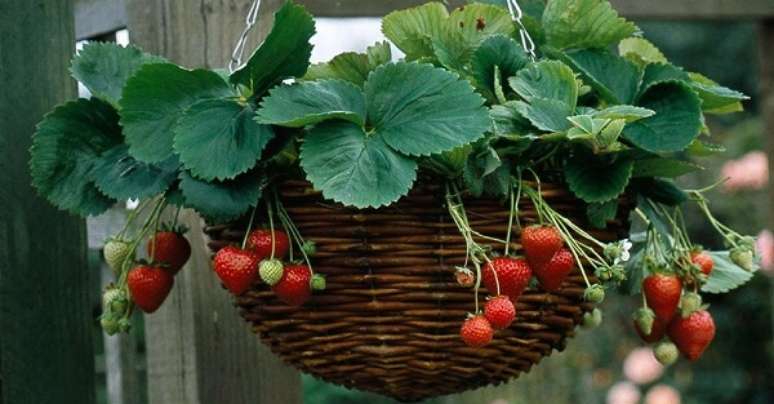 11 &ndash; Planta&ccedil;&atilde;o de morango em cachep&ocirc;s.