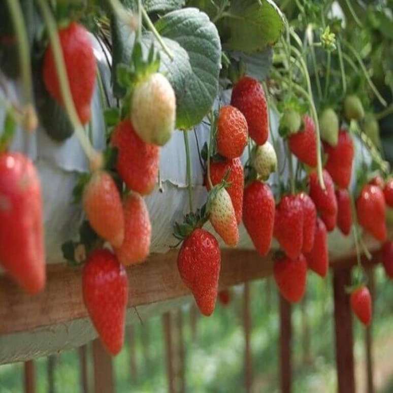 12 &ndash; Cultivo de morangos em tubos de PVC.