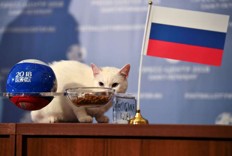 Gato Achilles escolhe pote da R&uacute;ssia em tentativa de prever resultado de jogo da Copa
 13/6/2018    REUTERS/Dylan Martinez