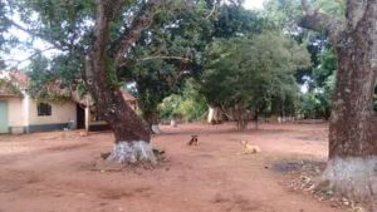 C&atilde;es vira-latas acuaram on&ccedil;a que invadiu terreno em Ja&uacute;, no interior de S&atilde;o Paulo