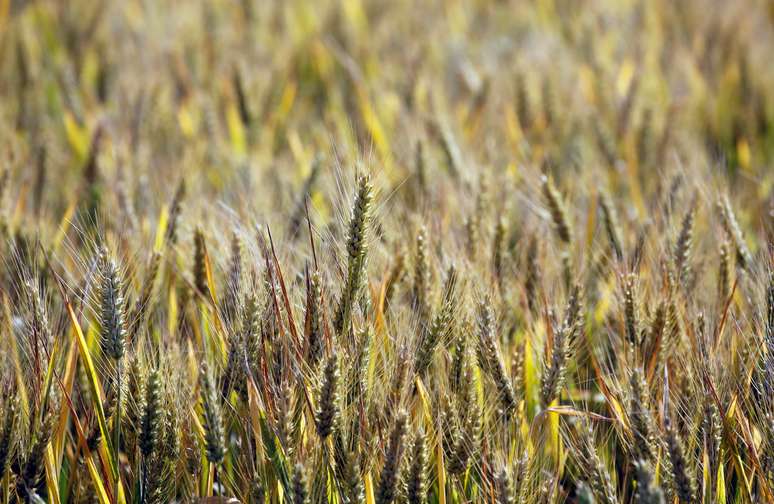 Plantação de trigo em Mouchamps, na França 13/06/2018 REUTERS/Regis Duvignau