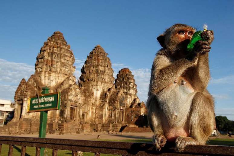 Os macacos são presença constante nos templos da província de  Lopburi