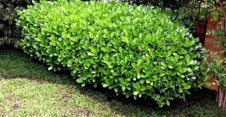 16 &ndash; A Cl&uacute;sia &eacute; bastante resistente e sobrevive a diferentes luminosidades.