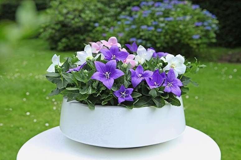 32- Vaso branco com plantas roxas.