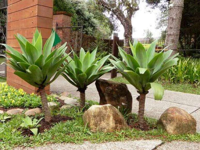 20 &ndash; A Agave drag&atilde;o &eacute; perfeita para jardins tropicais e geom&eacute;tricos.