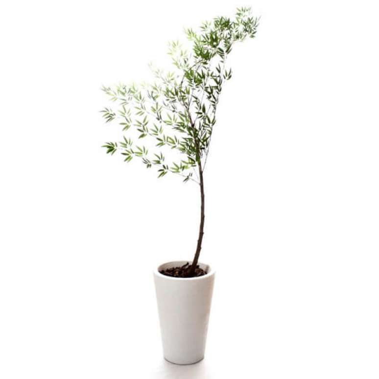 10 &ndash; A Bambu-moss&ocirc; &eacute; uma planta chinesa e ex&oacute;tica que necessita de pouco sol pelas manh&atilde;s.