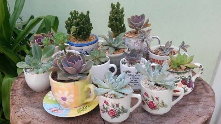 45 &ndash; Canecas com plantas suculentas.