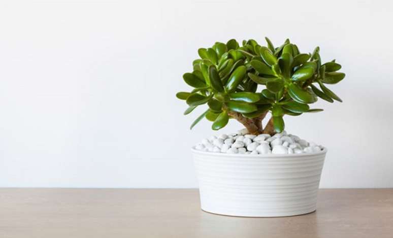 8 &ndash; A Jade &eacute; uma plantinha de f&aacute;cil manuten&ccedil;&atilde;o e precisa de luz direta apenas durante o dia.