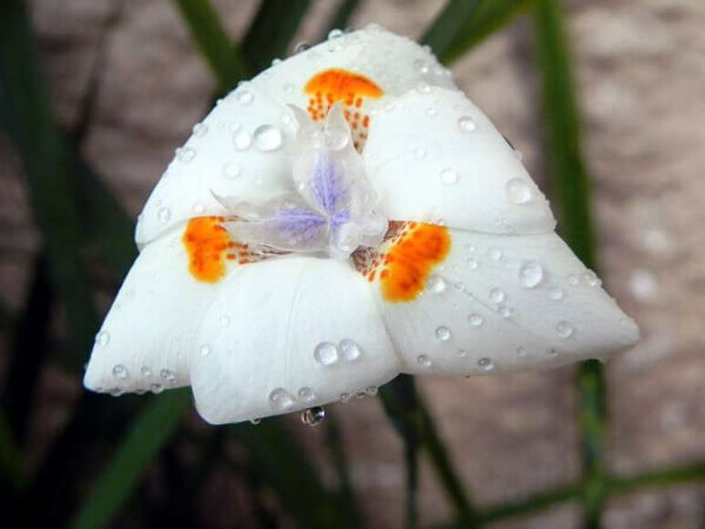 17- A Mor&eacute;ia &eacute; uma planta bastante resistente que tolera o frio e o calor.
