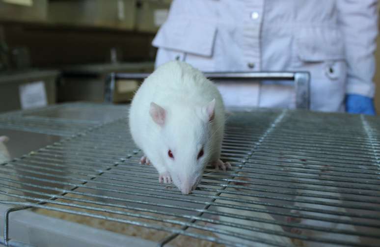 Testes foram feitos em ratos de laboratório
