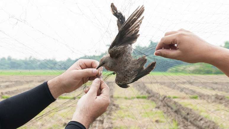 Ferimentos e mortes de pássaros capturados na rede de neblina são raros, diz estudo