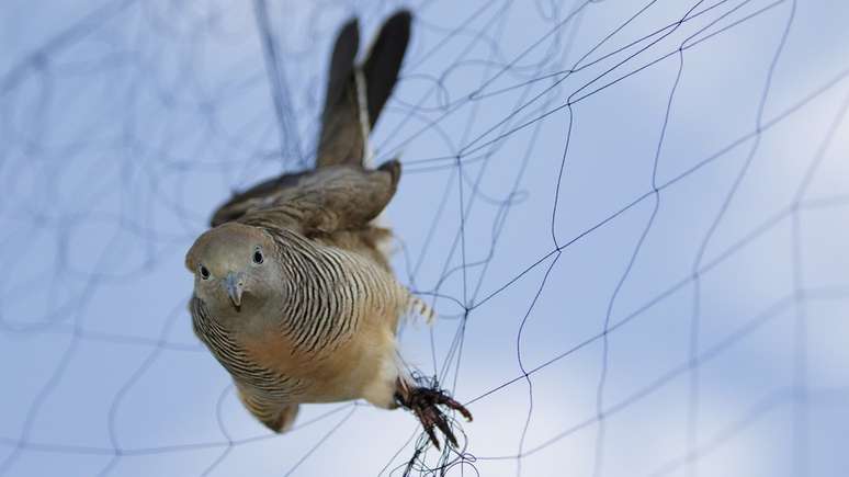 A 'rede de neblina' (foto) é uma teia fina de nylon, na qual os pássaros acabam enroscados