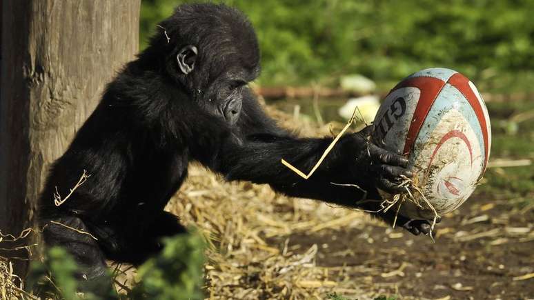 Kukena nasceu no zool&oacute;gico de Bristol em 2011