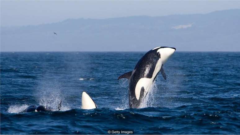 Golfinhos são espécie protegida junto com baleias e botos