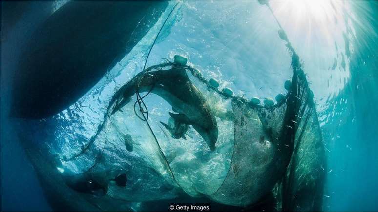 Principal causa da morte de mamíferos marinhos no Reino Unido é captura acidental