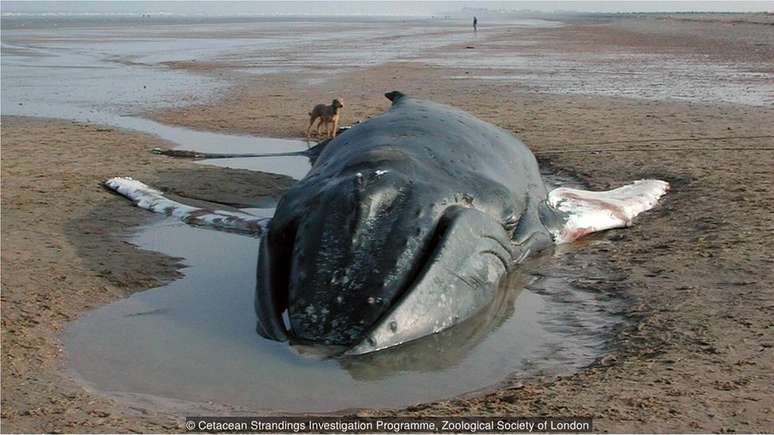 Todos os anos, 600 botos, golfinhos e baleias aparecem mortos no litoral do Reino Unido