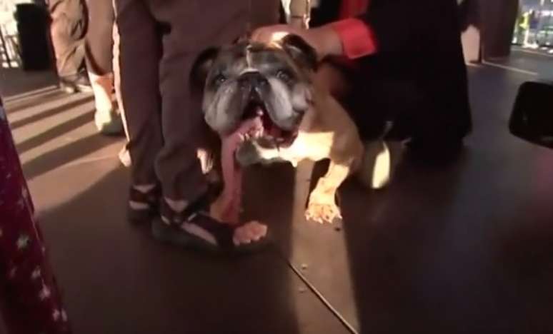 Sza Sza, o bulldogue inglês eleito o cão mais feio do mundo 