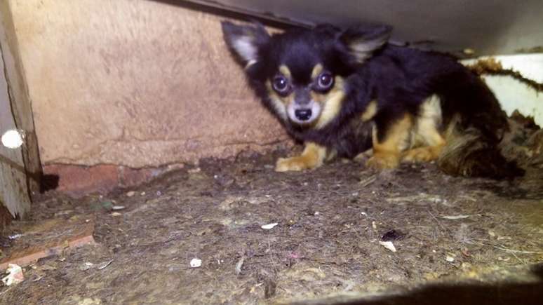 Alguns dos cachorros estavam escondidos atr&aacute;s dos m&oacute;veis