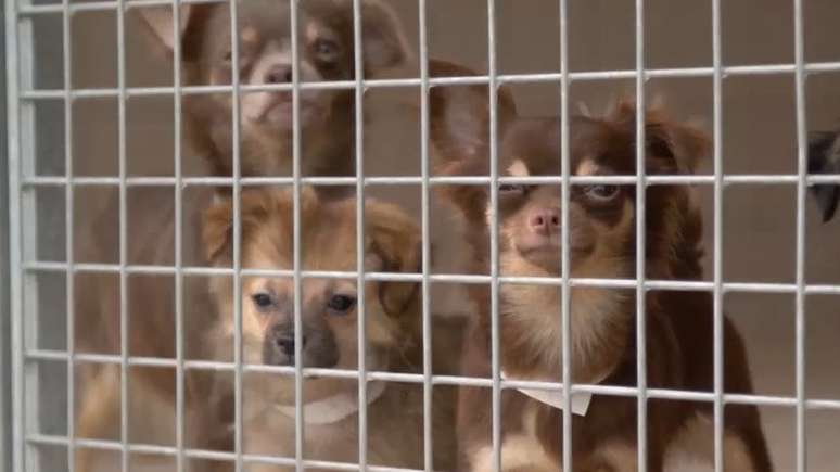 Os bichos forem levados para um ong e encaminhados para ado&ccedil;&atilde;o