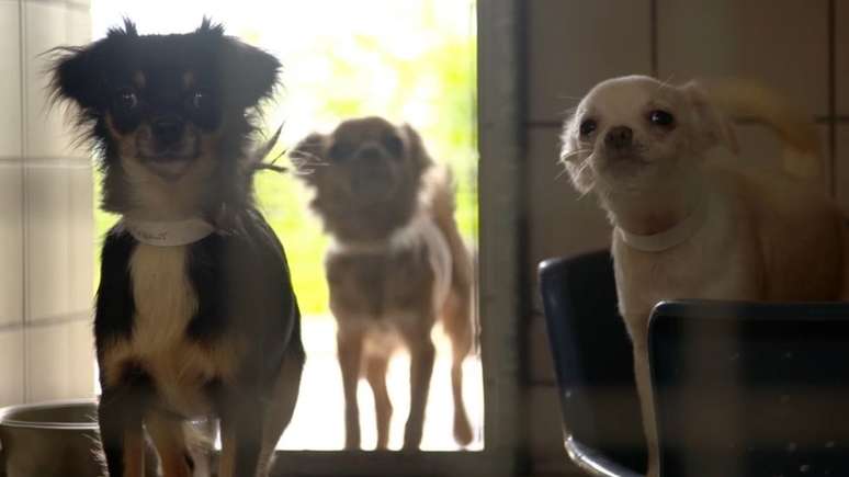 A casa estava t&atilde;o lotada de c&atilde;es que havia se tornado perigosa
